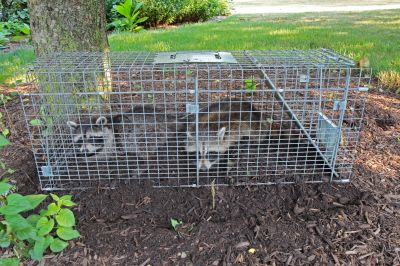 Wildlife Removal Service